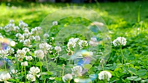 Soap bubbles close-up in blooming clover.Lightness and airiness concept. Summer mood. Summer time