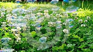 Soap bubbles close-up in blooming clover.Lightness and airiness concept. Summer mood. Summer time