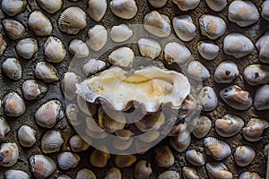 Soap holder made from big shells in the bathroon, The wall of the bathroom decorated with many shells, Thai crafts