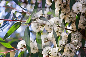 Soap mallee plant in spring