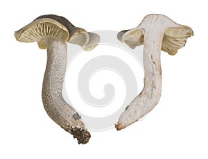 Soap-scented toadstool isolated on white background photo