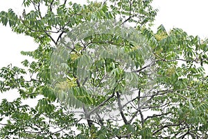 Soapberry ( Sapindus mukorossi ) tree and flowers.