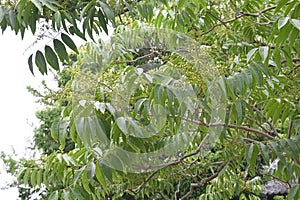 Soapberry ( Sapindus mukorossi ) tree and flowers.