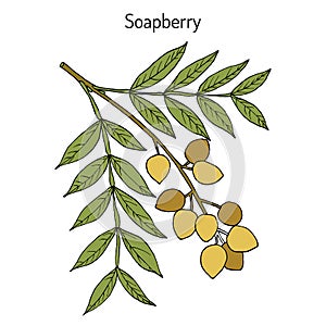 Soapberry Sapindus saponaria, medicinal plant.