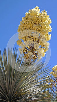 Soaptree Yucca Bloom