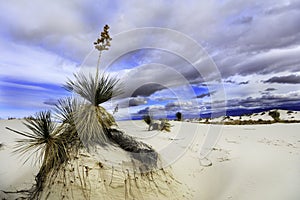 Soaptree Yucca Plant in the Dunes at White Sands National Monument