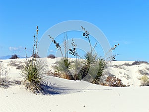 Soaptree yucca in White Sands National Park New Mexico, United States