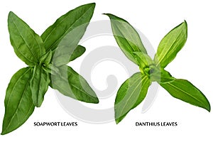 Soapwort and danthius Leaf photo
