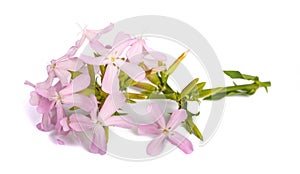 Soapwort Flowers