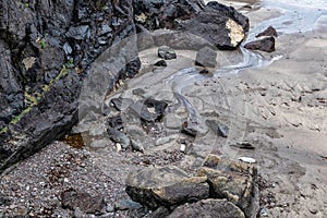 Soapy cove cornwall with seals and their pups