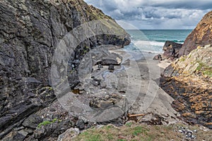 Soapy cove cornwall with seals and their pups