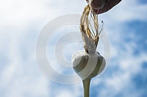 Soapy foamy hair on the head. Garlic in the form of a human head with long hair. Shampoo and hair care products