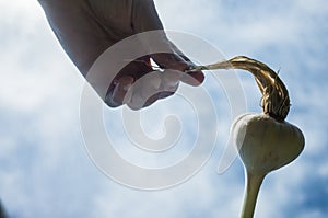 Soapy foamy hair on the head. Garlic in the form of a human head with long hair. Shampoo and hair care products