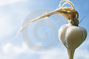 Soapy foamy hair on the head. Garlic in the form of a human head with long hair. Shampoo and hair care products