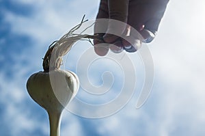 Soapy foamy hair on the head. Garlic in the form of a human head with long hair. Shampoo and hair care products