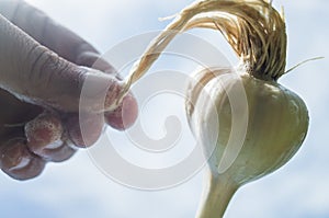 Soapy foamy hair on the head. Garlic in the form of a human head with long hair. Shampoo and hair care products