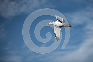 Soaring Above: The Graceful Seagull