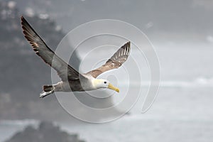 Soaring Albatross