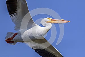 Soaring American White Pelican - Breeding Adult