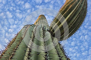 Soaring Arizona Saguaro Cactus Close up