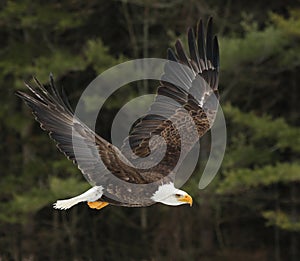 Soaring Bald Eagle