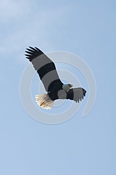 Soaring Bald eagle . Haliaeetus leucocephalus