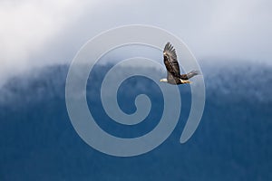 Soaring Bald Eagle near Harrison British Columbia photo