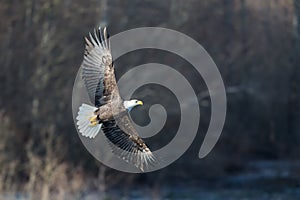 Soaring Bald Eagle near Squamish British Columbia