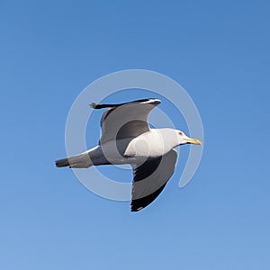 Soaring black-backed seagull, square image