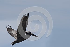 Soaring Brown Pelican