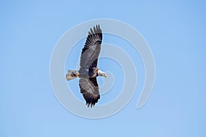 Soaring eagle from below with full wingspan