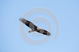 Soaring eagle in blue sky with full wingspan