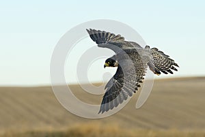 Soaring Falcon photo
