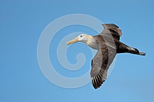 Soaring Galapagos Waved Albatross photo