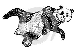 Soaring Giant panda. A wild cute animal falls down. black and white Asian bear in China. Vintage style. Engraved hand