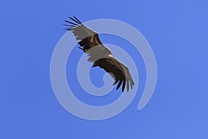 Soaring Griffon Vulture; Gyps fulvus