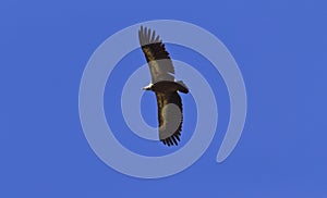 Soaring Griffon Vulture; Gyps fulvus