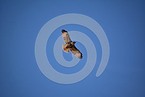 Soaring Hawk against a Blue Sky