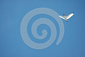 Soaring Ibis