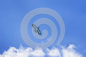 Soaring kite in form of bird against blue sky, summer active hobby concept