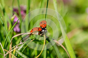 Soaring Ladybird on stalk of spring grass