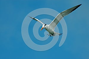 Soaring Least Tern