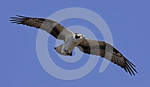 Soaring Osprey