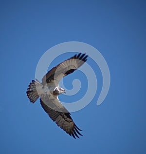 A Soaring Osprey