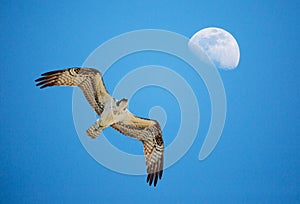 Soaring Osprey and Gibbous Moon