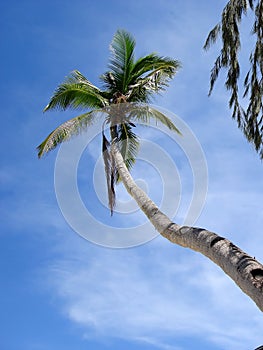 Soaring Palm Tree