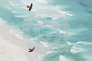 Soaring Peregrine Falcons in Courtship Display high above the Beach