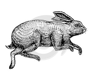 Soaring rabbit or bunny. Wild forest animal jumping up. Gray hare. Vintage style. Engraved hand drawn sketch for emblem