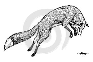 Soaring red fox. Wild forest animal jumping up. Food search concept. Vintage style. Engraved hand drawn sketch.