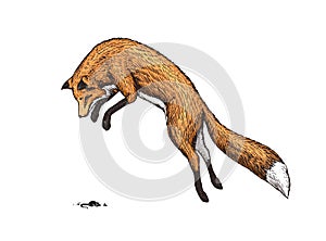 Soaring red fox. Wild forest animal jumping up. Food search concept. Vintage style. Engraved hand drawn sketch.